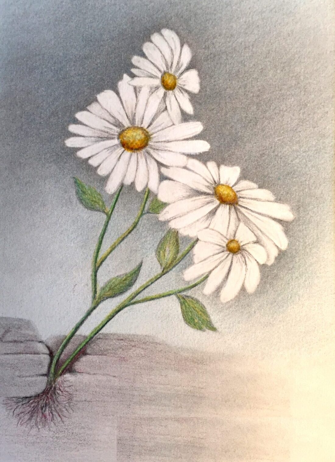 Daisies1